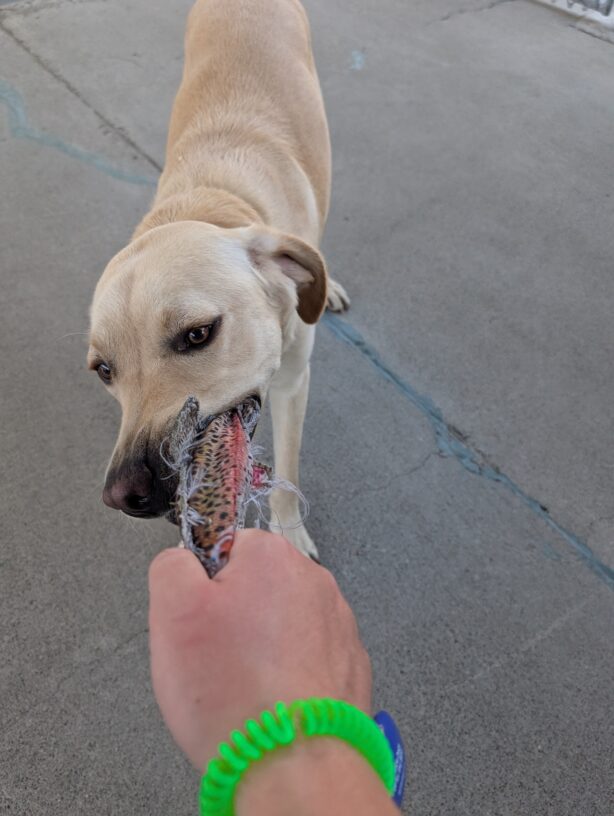 Bramble is in the middle of a game of tug-o-war- with his instructor. He is holding one end of a fish toy with a very determined look on his face. His instructor holds the other end in frame with a green coil wrist strap and blue clicker.