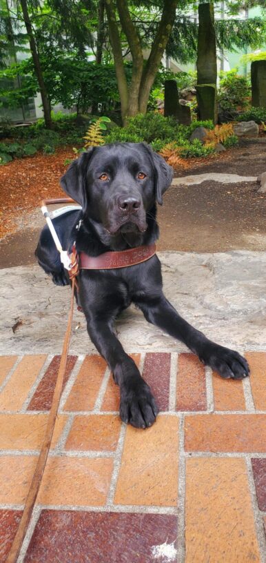 Channing, a black lab, is laying in his harness on the edge of a red and orange brick path. Behind him is a dirt path and dark green trees and vegetation. He is looking directly at the camera.