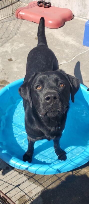 Channing is standing in a blue plastic kids pool that is filled with water. He is looking up at the camera and wagging his tail.