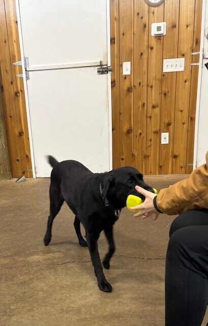 Black Lab Cinder practicing her hold behavior, returning a yellow dumbbell to her trainer.
