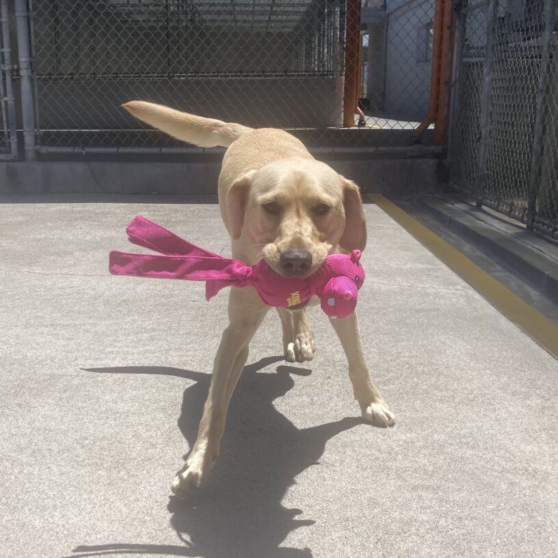 Cortina is caught in motion running towards the camera in a play yard. She is holding a pink hippopotamus toy in her mouth, and her tail is wagging.