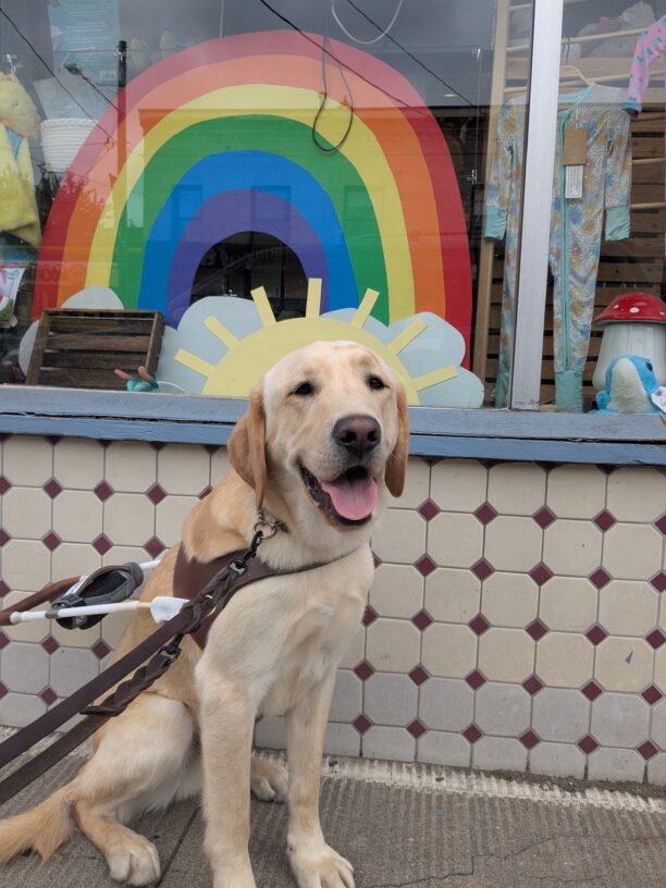 Danby, a yellow lab, sits in harness in front of a shop window. The window has a cutout of a rainbow and sunshine. He is looking at the camera.