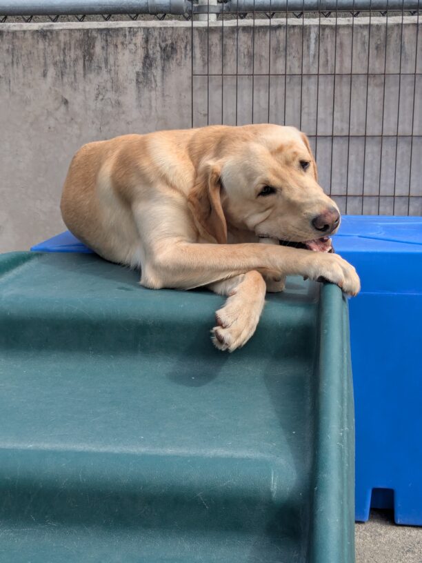Danby, a yellow lab, is laying on a green play structure chewing a bone. He legs are crossed and he looks very content.