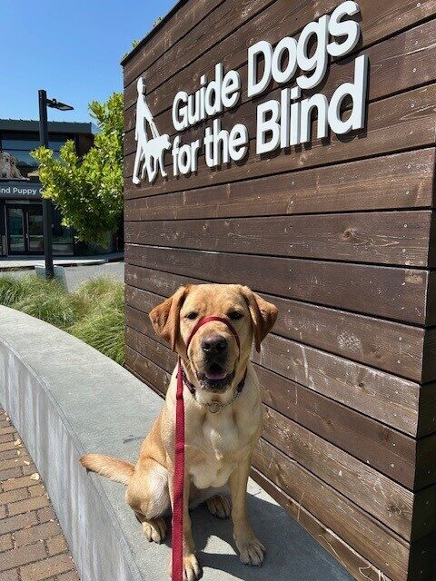Daylily is sitting on a retaining wall, looking at the camera with her ears perked and her mouth slightly open. To her side is a wooden wall with the words Guide Dogs for the Blind in white letters.