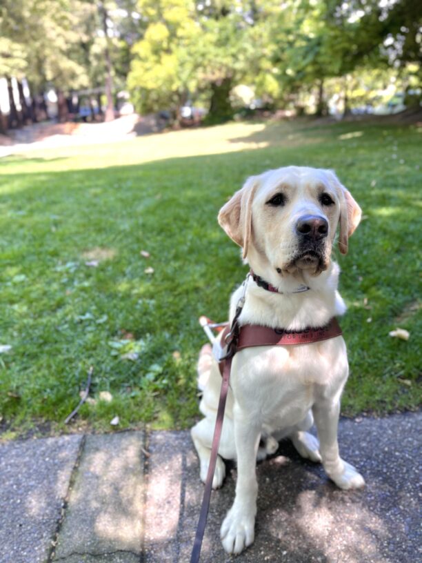 Doppler sits in harness on a paved walkway in front of a grassy park. It is a sunny day, and Doppler is facing the camera with his ears perked up.
