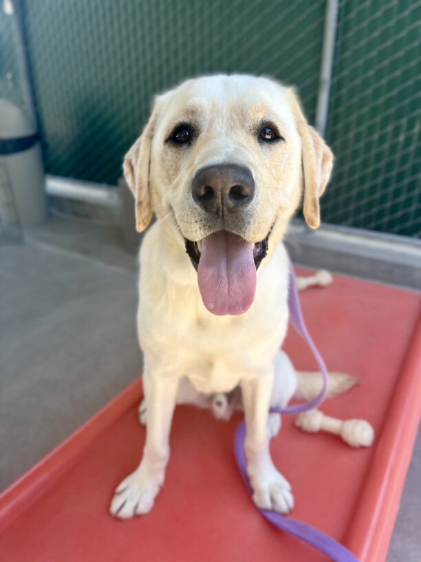 Doppler sits on a play structure in the community run. He is facing the camera and has his tongue hanging out in a happy, open-mouthed smile!