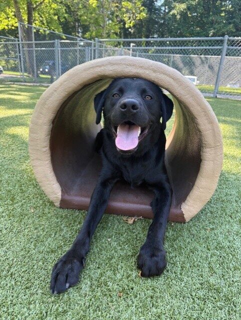 Black lab 