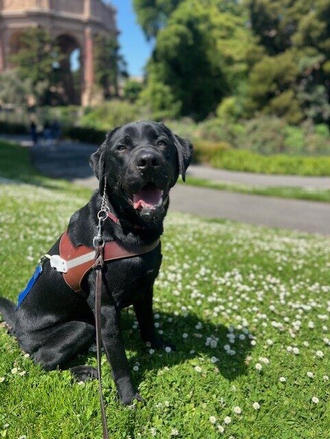 Black lab Etienne sits in the grass smiling up at the camera. The grass has small white flowers and in the background is the SF Palace of Fine Arts. Etienne is wearing his leather harness with a blue soft handle.