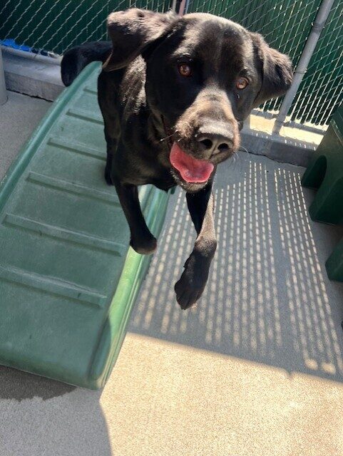 Black lab Etienne leaps off of a green play structure in community run. His front paws are airborn and his ears are flapping up. His mouth is open in a smile as he comes towards the camera.