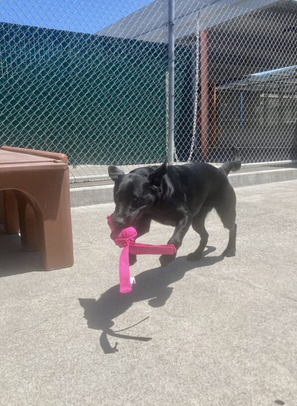 Fabia is caught in action running towards the camera in a play yard, holding a pink toy in her mouth. Her ears are flying in the wind.