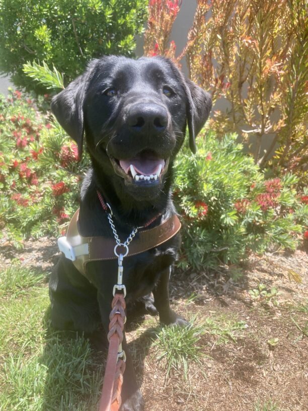 Fabia is sitting in harness, and appears to be smiling at the camera. There are red flowers in the background.