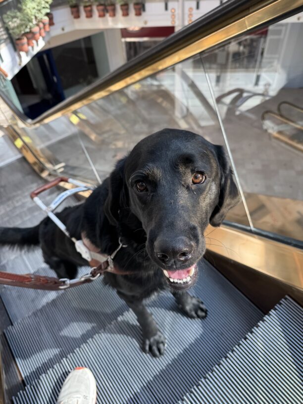 Flax poses while riding on an escalator in a mall in downtown Portland. He looks relaxed and focused, per usual.