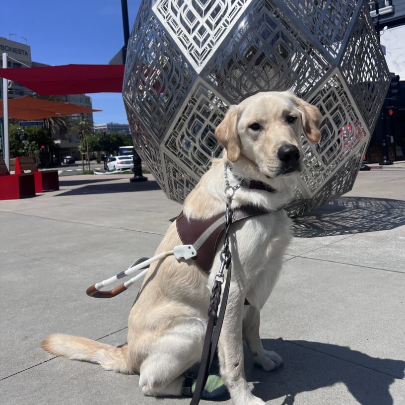 Founder is sitting in front of a rounded silver sculpture and red awnings. He is wearing his harness and is looking at the camera with perked ears and a serious expression on his face.