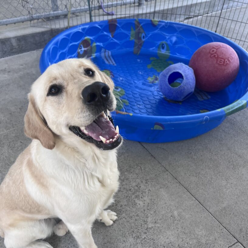 Founder is sitting in community run in front of a blue kiddie pool filled with jolly ball toys. He is smiling up at the camera and looks like he is proudly showing off the toys.
