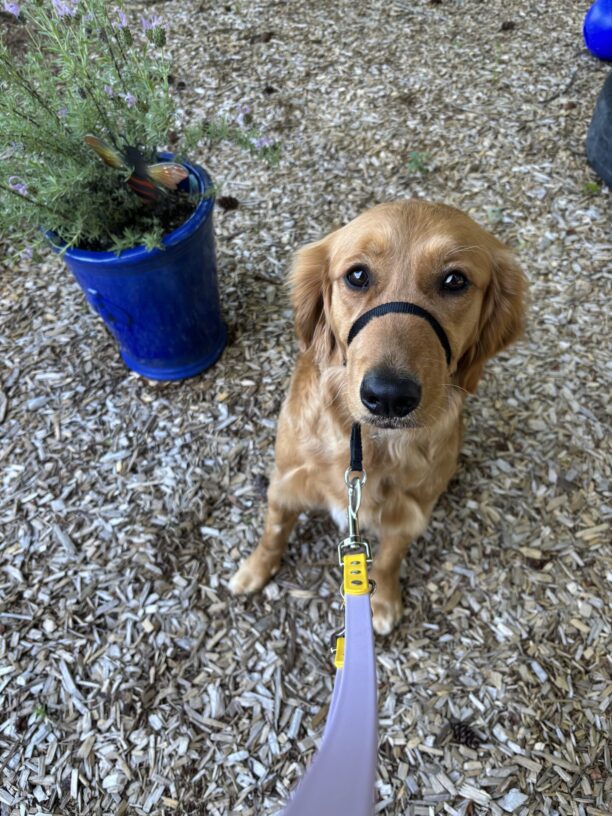 Franny, a female Golden Retriever, is sitting on bark chips and looking sweetly at the camera. She is wearing a black gentle leader with a purple leash attached. Next to her is a potted plant.