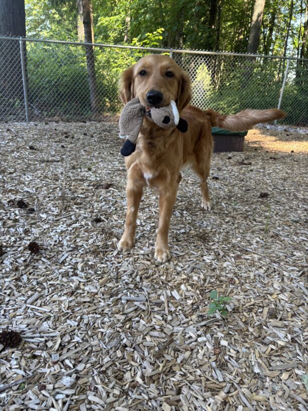 Franny, a female Golden Retriever, is standing on bark chips and looking at the camera with a squirrel stuffie in her mouth. She has a smile on her face with her ears back and her tail is swayed to the side. There are fallen pine cones and a fence in the background.