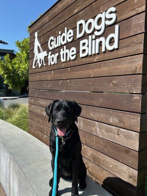 Freesia is sitting on a cement retaining wall look at the camera with her ears perked and mouth open. To her side is a wooden wall with the words Guide Dogs for Blind in white letters.