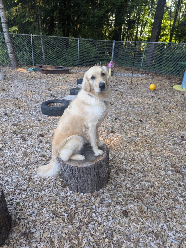 Gifford is sitting sideways on a log with his head turned towards the camera.  He is surrounded by objects (tires, a sandbox, colorful statues, and toys) in one of our sensory gardens.