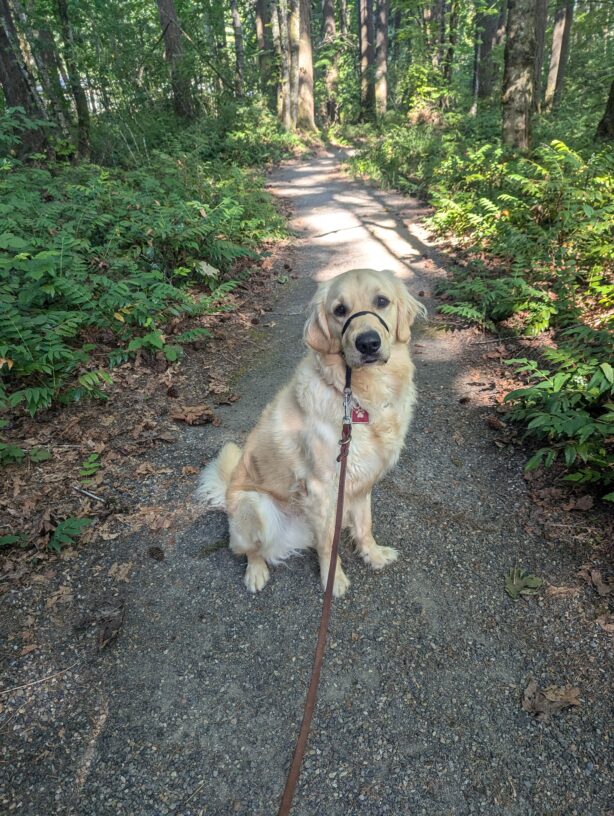 Gifford takes a break to look at the camera while out on the Oregon Trail. He is surrounded by bright green foliage and tall trees.
