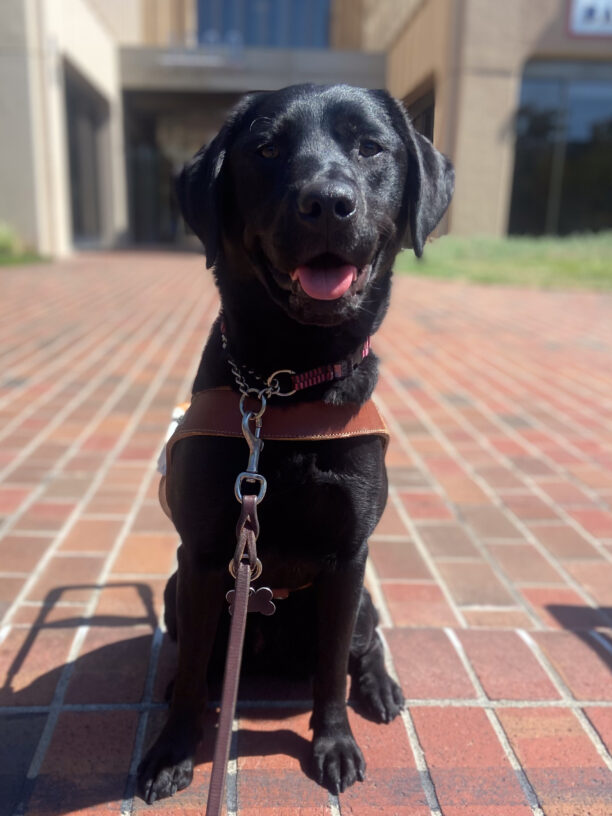 Havarti sits in harness on a sunny brick pathway, tongue out