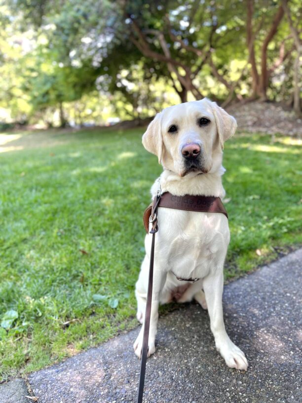 Jalana sits in harness on a paved walkway in front of a grassy park. It is a sunny day, and Jalana is facing the camera with her head tilted slightly to the side.