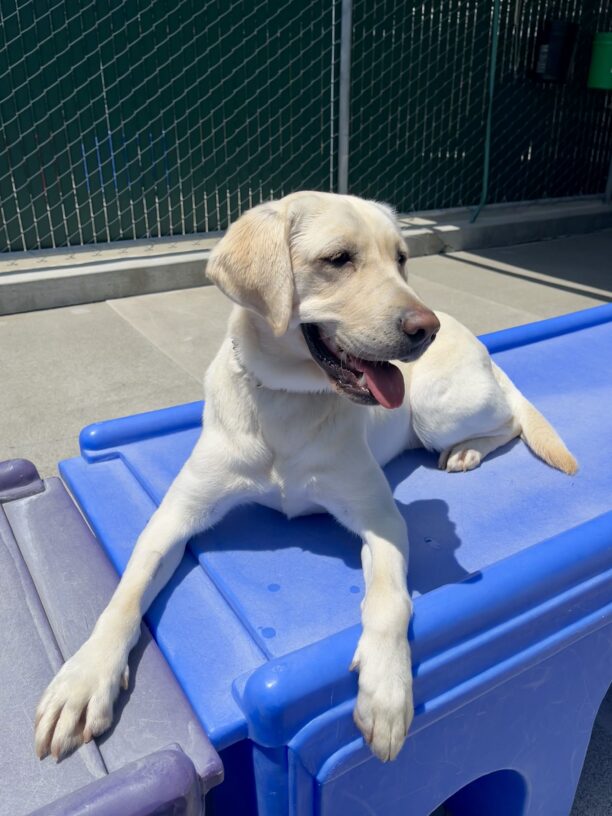 Jalana lays in the sun on a play structure in the community run. Her body is facing the camera, but her head is looking to the side. She has an open mouth and perked-up ears.