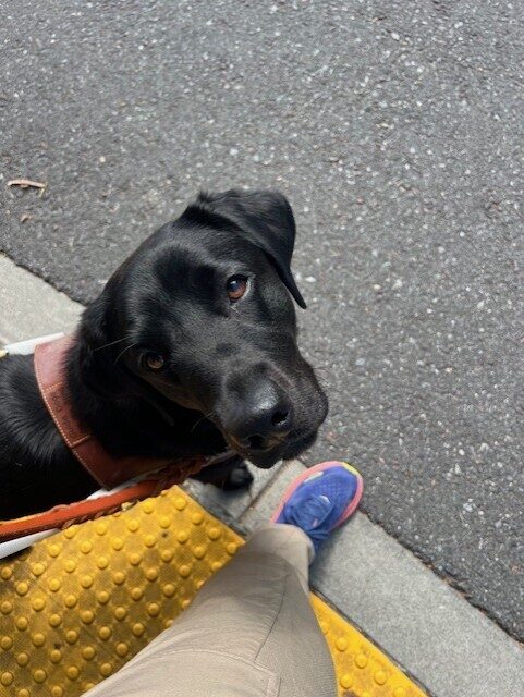 Black lab Jamaica looks up at the camera while waiting at a down curb. She is wearing her leash and harness and she is standing on a bright yellow tactile mat. she is standing in
