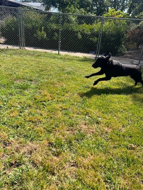 Full body silhouette of black lab Jamaica runs across the grass play yard. She has 2 paws in the air and 2 ears flapping in the breeze.