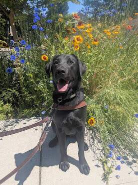 Janika is sitting in harness in front of some tall yellow and blue flowers. She has a big smile to compliment her perfect pose.
