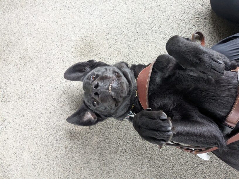 A close up photo of Janika rolled on her back with her harness on. She has her feet up in the air and her ears are flopped up. her bottom teeth are showing in a cute little grin.