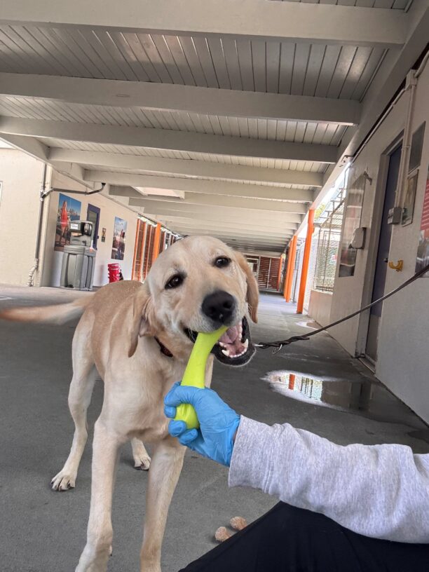 Judge chews on a neon green WestPaw toy while his handler holds it for him to chew. He stands all on four legs with his tail wagging while he stares at his handler.