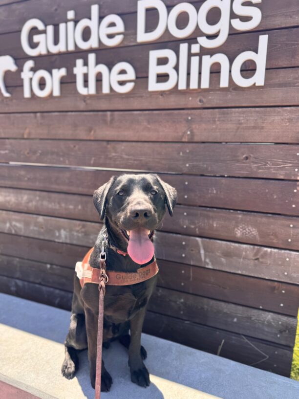 Kaiser sits in harness and stares at the camera. His tongue is hanging out on this sunny Spring day! Behind him is a wooden sign with white lettering that reads
