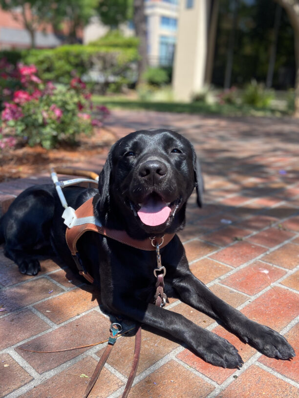 Kehtzia resting on a shady brick pathway with harness and tongue out.