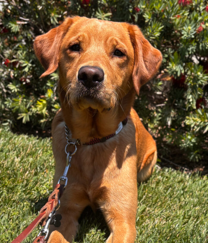 Kiara a yellow Labrador with golden brown fur is sitting on green grass, facing forward with a calm expression. The dog is wearing a leash and collar, and is in front of leafy bushes with red flowers. Sunlight highlights the dog’s soft coat.
