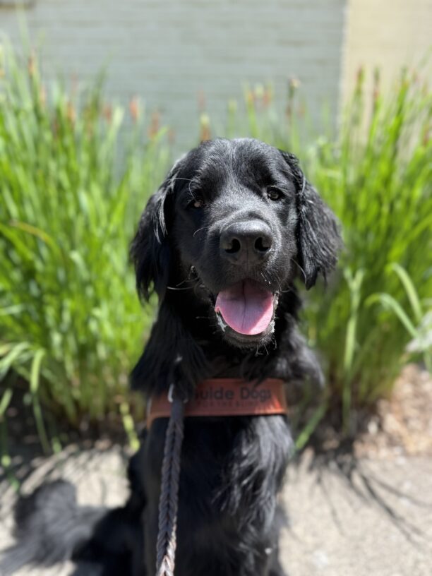 Lazlo sits in his guided dog harness in front of a landscaped area with tall grasses. His mouth is agape with his tongue showing as he looks at the camera.