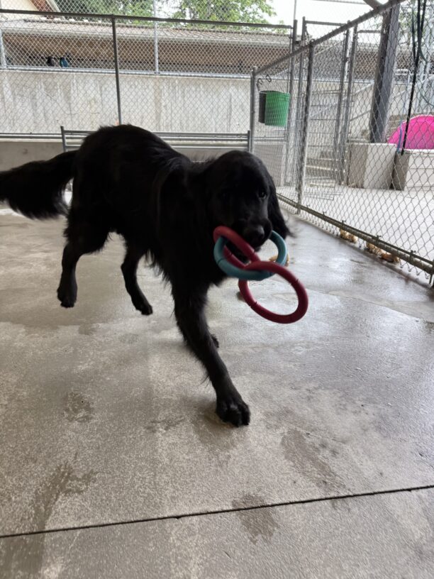 Lazlo runs in the community run area with toy tug rings hanging from his mouth.