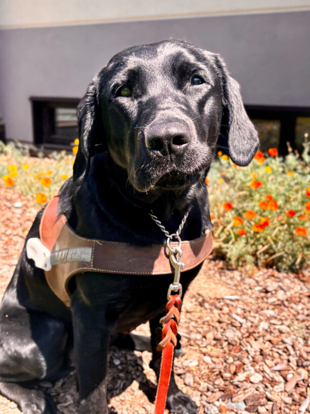 Black Labrador Lirio wearing a harness sits outside on mulch, with orange flowers and a building in the background.