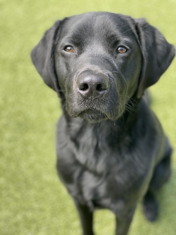 Luke is sitting on the green grass looking towards the camera with a relaxed gaze.