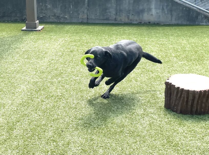Luke is sprinting in the free run area with a brightly colored toy in his mouth. There is a stump play structure to the left of him.