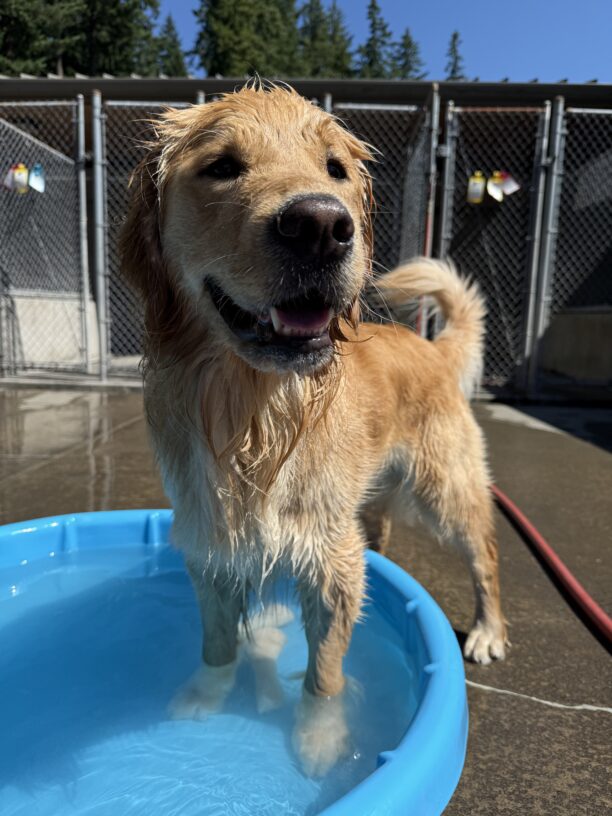 Mendo, a male long-haired yellow lab/ golden cross, stands with his front two feet in a blue plastic kid's pool in one of our community run areas. Most of his long fur is soaked after splashing in the pool. He wears a relaxed, open-mouthed expression and looks at the camera.
