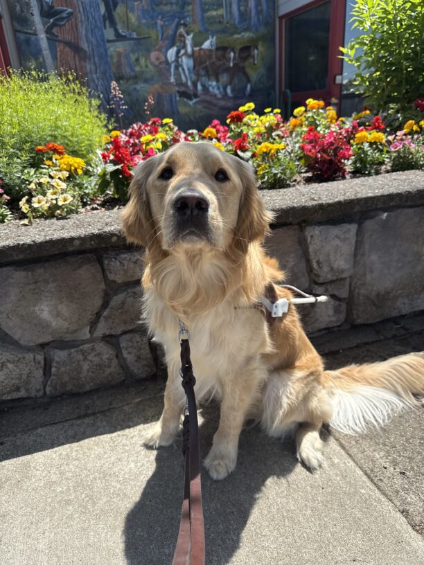 Mendo, a male long-haired yellow lab/golden cross, sits on a sidewalk in his GDB harness. He looks up at the camera with his face splattered by shadows from off-camera leaves. Behind him is, a stone planter box is filled with red, orange, and yellow flowers, and a painted mural is out of focus in the background.