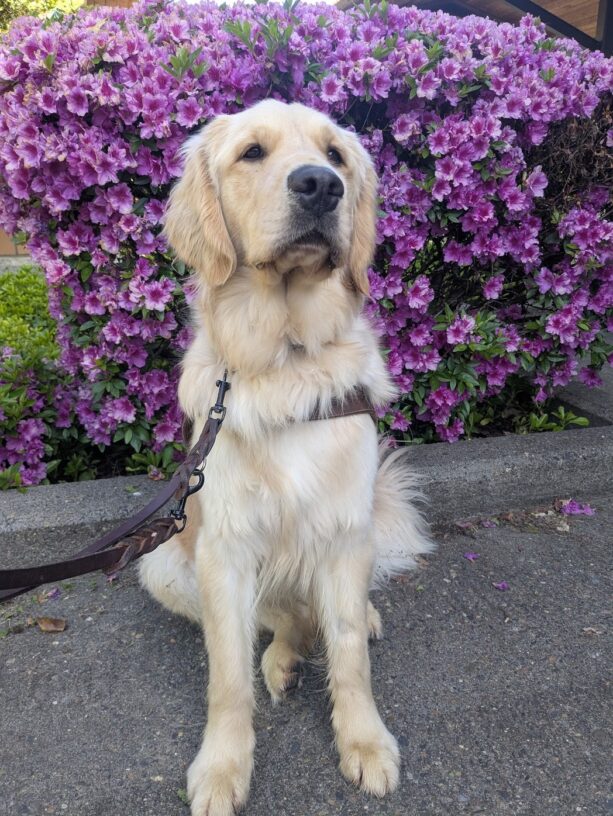 Merlin sits in front of some purple flowers with his harness on. He is staring off to the side of the camera, maybe pondering where he might get to work to next.
