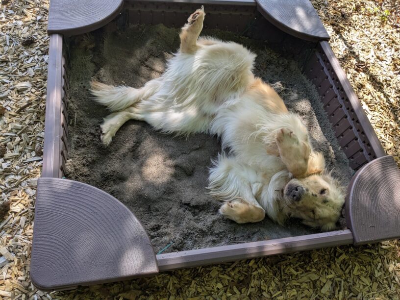 Merlin is mid roll in the sandbox, he is on his back and has his eyes closed with sand all over him and his face.
