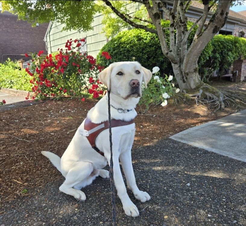 Mister is on his very first route! He's just wearing the harness body! He's sitting in front of a garden bed with roses and greenery in the background.