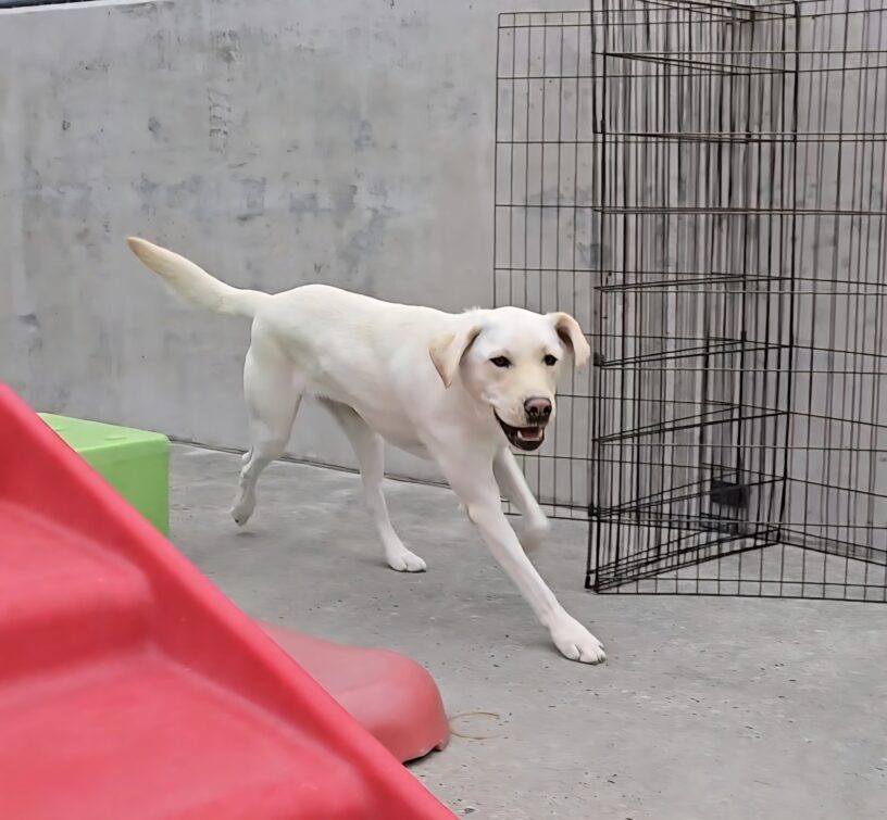 An action shot of Mister running in the Community Run of his kennel.