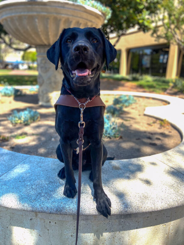 Nadine black Labrador Retriever is sitting on the edge of a circular concrete fountain base in a sunny outdoor area. The dog is wearing a brown leather guide dog harness and is looking directly at the camera with a happy expression and open mouth, showing its tongue. Behind the dog is a large decorative stone fountain, surrounded by trees, plants, and a building in the background.