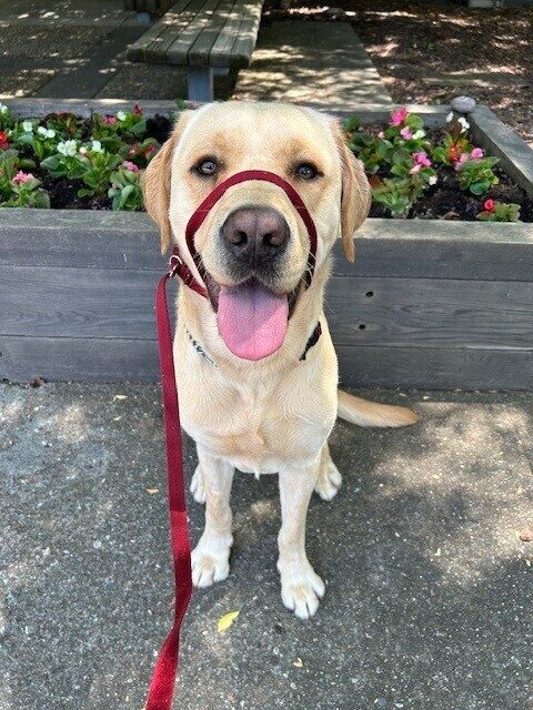 Neptune is sitting and looking at the camera with a smile on his face. Behind him is a planter box of new plants with pink and red flowers.