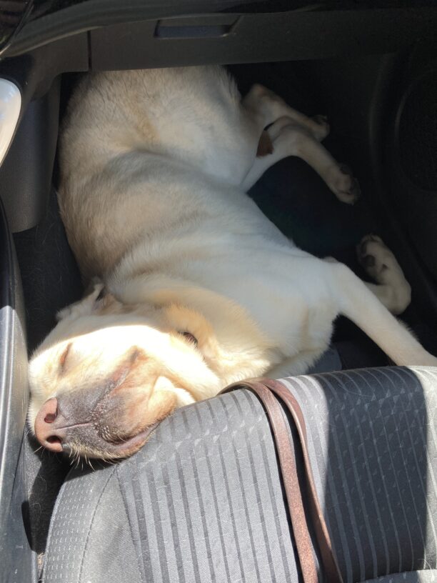 Noble is sleeping on the floorboard in front of the front passenger seat of a car. His head is propped up on the edge of the seat, making his nose/muzzle point straight up towards the camera.