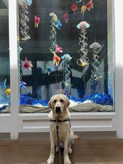Noble is sitting in his guide dog harness in front of a window display that has an ocean scene of sparkly fake jellyfish and colorful paper fish. He is looking at the camera with his ears perked.