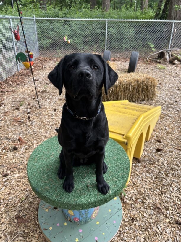Nobuko, a female black Labrador Retriever, sits on top of a wooden painted spool. She has a collar on and is looking sweetly at the camera. In the background there are bark chips, yellow plastic stairs, a bale of hay, tires, a fence, and garden decorations.